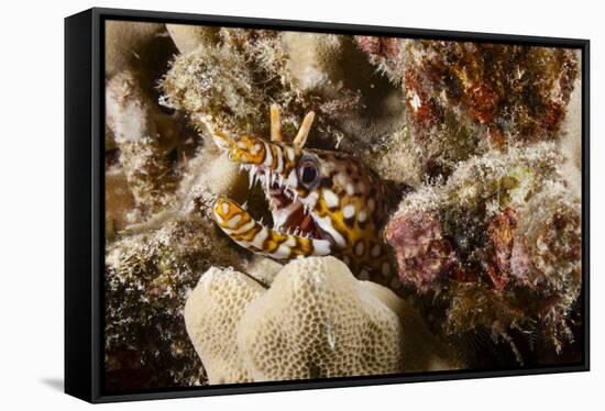Dragon Moray Eel-Michele Westmorland-Framed Stretched Canvas