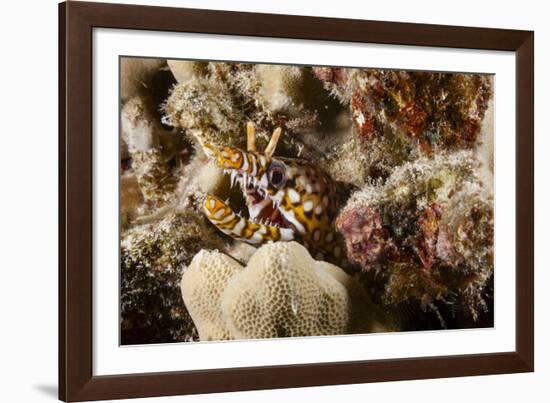 Dragon Moray Eel-Michele Westmorland-Framed Photographic Print