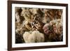 Dragon Moray Eel-Michele Westmorland-Framed Photographic Print