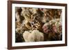 Dragon Moray Eel-Michele Westmorland-Framed Photographic Print