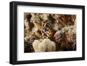 Dragon Moray Eel-Michele Westmorland-Framed Photographic Print