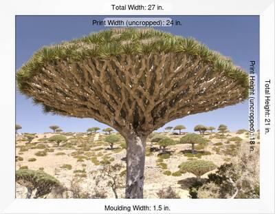 Dragon S Blood Tree Endemic To Island Diksam Plateau Central Socotra Island Yemen Photographic Print Waltham Tony Allposters Com
