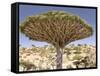 Dragon's Blood Tree, Endemic to Island, Diksam Plateau, Central Socotra Island, Yemen-Waltham Tony-Framed Stretched Canvas