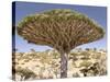 Dragon's Blood Tree, Endemic to Island, Diksam Plateau, Central Socotra Island, Yemen-Waltham Tony-Stretched Canvas