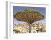 Dragon's Blood Tree, Endemic to Island, Diksam Plateau, Central Socotra Island, Yemen-Waltham Tony-Framed Photographic Print