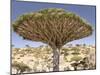 Dragon's Blood Tree, Endemic to Island, Diksam Plateau, Central Socotra Island, Yemen-Waltham Tony-Mounted Photographic Print