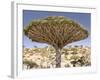 Dragon's Blood Tree, Endemic to Island, Diksam Plateau, Central Socotra Island, Yemen-Waltham Tony-Framed Photographic Print