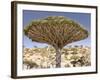 Dragon's Blood Tree, Endemic to Island, Diksam Plateau, Central Socotra Island, Yemen-Waltham Tony-Framed Photographic Print