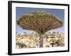 Dragon's Blood Tree, Endemic to Island, Diksam Plateau, Central Socotra Island, Yemen-Waltham Tony-Framed Photographic Print