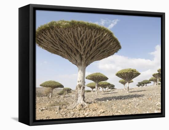 Dragon's Blood Tree, Endemic to Island, Diksam Plateau, Central Socotra Island, Yemen-Waltham Tony-Framed Stretched Canvas