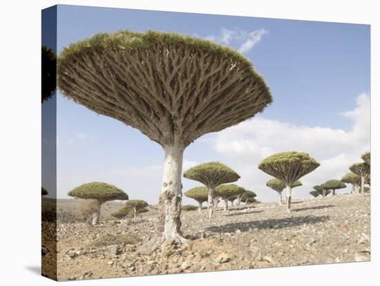 Dragon's Blood Tree, Endemic to Island, Diksam Plateau, Central Socotra Island, Yemen-Waltham Tony-Stretched Canvas