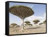 Dragon's Blood Tree, Endemic to Island, Diksam Plateau, Central Socotra Island, Yemen-Waltham Tony-Framed Stretched Canvas