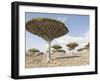 Dragon's Blood Tree, Endemic to Island, Diksam Plateau, Central Socotra Island, Yemen-Waltham Tony-Framed Photographic Print