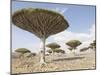 Dragon's Blood Tree, Endemic to Island, Diksam Plateau, Central Socotra Island, Yemen-Waltham Tony-Mounted Photographic Print