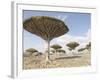 Dragon's Blood Tree, Endemic to Island, Diksam Plateau, Central Socotra Island, Yemen-Waltham Tony-Framed Photographic Print