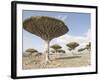 Dragon's Blood Tree, Endemic to Island, Diksam Plateau, Central Socotra Island, Yemen-Waltham Tony-Framed Photographic Print