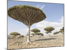 Dragon's Blood Tree, Endemic to Island, Diksam Plateau, Central Socotra Island, Yemen-Waltham Tony-Mounted Photographic Print