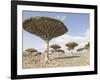 Dragon's Blood Tree, Endemic to Island, Diksam Plateau, Central Socotra Island, Yemen-Waltham Tony-Framed Photographic Print