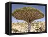 Dragon's Blood Tree, Endemic to Island, Diksam Plateau, Central Socotra Island, Yemen-Waltham Tony-Framed Stretched Canvas