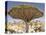 Dragon's Blood Tree, Endemic to Island, Diksam Plateau, Central Socotra Island, Yemen-Waltham Tony-Stretched Canvas