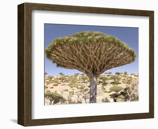 Dragon's Blood Tree, Endemic to Island, Diksam Plateau, Central Socotra Island, Yemen-Waltham Tony-Framed Photographic Print