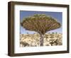 Dragon's Blood Tree, Endemic to Island, Diksam Plateau, Central Socotra Island, Yemen-Waltham Tony-Framed Photographic Print