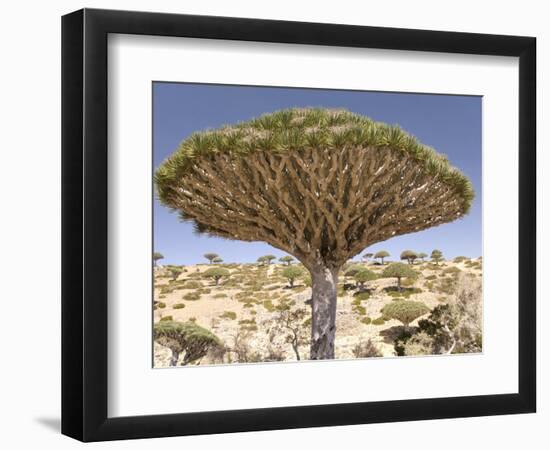 Dragon's Blood Tree, Endemic to Island, Diksam Plateau, Central Socotra Island, Yemen-Waltham Tony-Framed Photographic Print