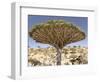 Dragon's Blood Tree, Endemic to Island, Diksam Plateau, Central Socotra Island, Yemen-Waltham Tony-Framed Photographic Print