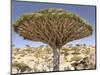 Dragon's Blood Tree, Endemic to Island, Diksam Plateau, Central Socotra Island, Yemen-Waltham Tony-Mounted Photographic Print