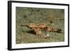 Dragon Sea Moth-Hal Beral-Framed Photographic Print