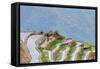 Dragon Spine Rice Terraces Longsheng, China-Michael DeFreitas-Framed Stretched Canvas