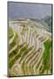 Dragon Spine Rice Terraces, Longsheng, China-Michael DeFreitas-Mounted Photographic Print