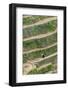 Dragon Spine Rice Terraces, Longsheng, China-Michael DeFreitas-Framed Photographic Print