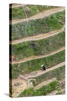 Dragon Spine Rice Terraces, Longsheng, China-Michael DeFreitas-Stretched Canvas