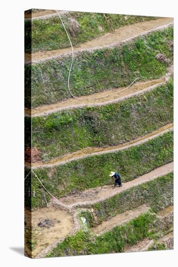 Dragon Spine Rice Terraces, Longsheng, China-Michael DeFreitas-Stretched Canvas