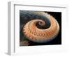 Dragon Tail Fractal-Laguna Design-Framed Premium Photographic Print