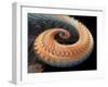 Dragon Tail Fractal-Laguna Design-Framed Premium Photographic Print