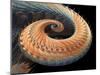 Dragon Tail Fractal-Laguna Design-Mounted Premium Photographic Print