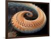 Dragon Tail Fractal-Laguna Design-Framed Photographic Print