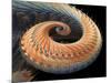 Dragon Tail Fractal-Laguna Design-Mounted Photographic Print