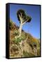 Dragon Tree, Anaga Mountains, Tenerife, 2007-Peter Thompson-Framed Stretched Canvas