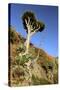 Dragon Tree, Anaga Mountains, Tenerife, 2007-Peter Thompson-Stretched Canvas