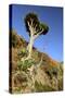 Dragon Tree, Anaga Mountains, Tenerife, 2007-Peter Thompson-Stretched Canvas