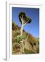 Dragon Tree, Anaga Mountains, Tenerife, 2007-Peter Thompson-Framed Photographic Print