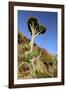 Dragon Tree, Anaga Mountains, Tenerife, 2007-Peter Thompson-Framed Photographic Print