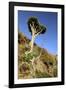 Dragon Tree, Anaga Mountains, Tenerife, 2007-Peter Thompson-Framed Photographic Print