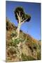 Dragon Tree, Anaga Mountains, Tenerife, 2007-Peter Thompson-Mounted Photographic Print