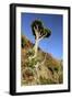 Dragon Tree, Anaga Mountains, Tenerife, 2007-Peter Thompson-Framed Photographic Print