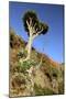 Dragon Tree, Anaga Mountains, Tenerife, 2007-Peter Thompson-Mounted Photographic Print