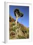 Dragon Tree, Anaga Mountains, Tenerife, 2007-Peter Thompson-Framed Photographic Print